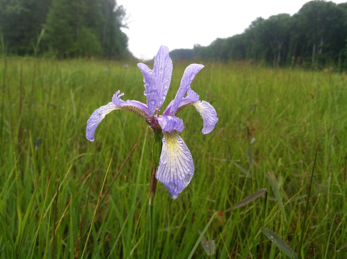 Virginia-Highland, GA - Iris prismatica - Wikispecies