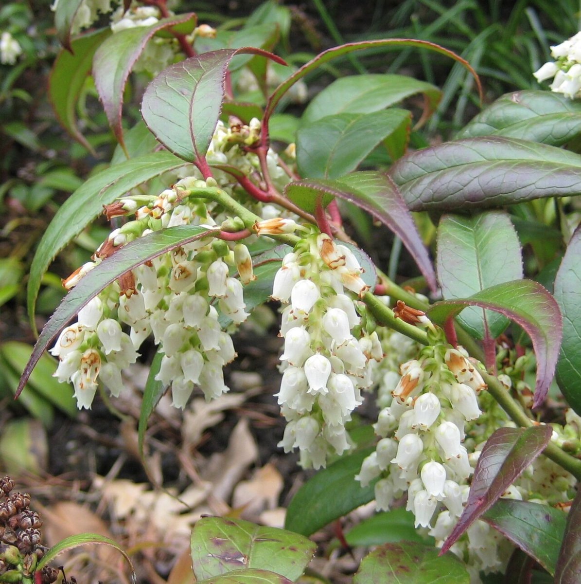 Virginia-Highland, GA - Leucothoe fontanesiana - Wikispecies